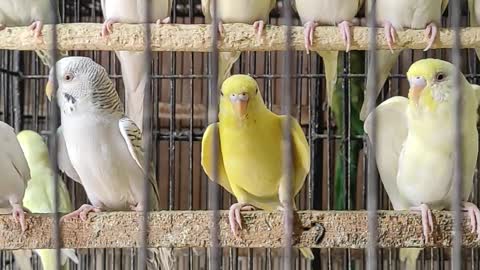 Australian Budgies Amazing Color #Shorts
