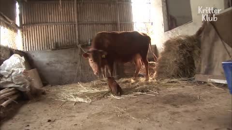 Cow Gets Separated From The Dog That She Rais