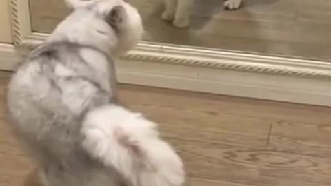 cats and dogs funny videos