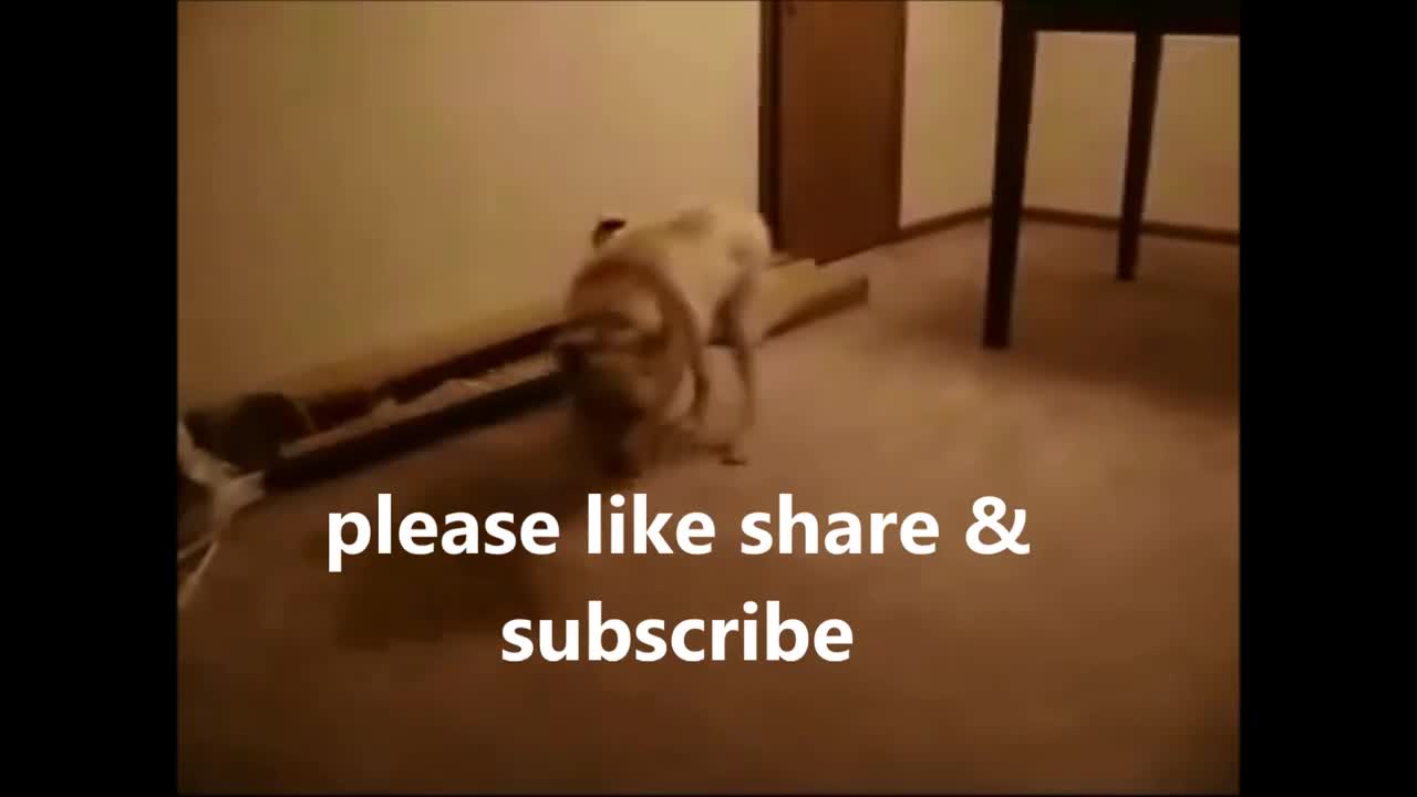 Dreaming Dog Running