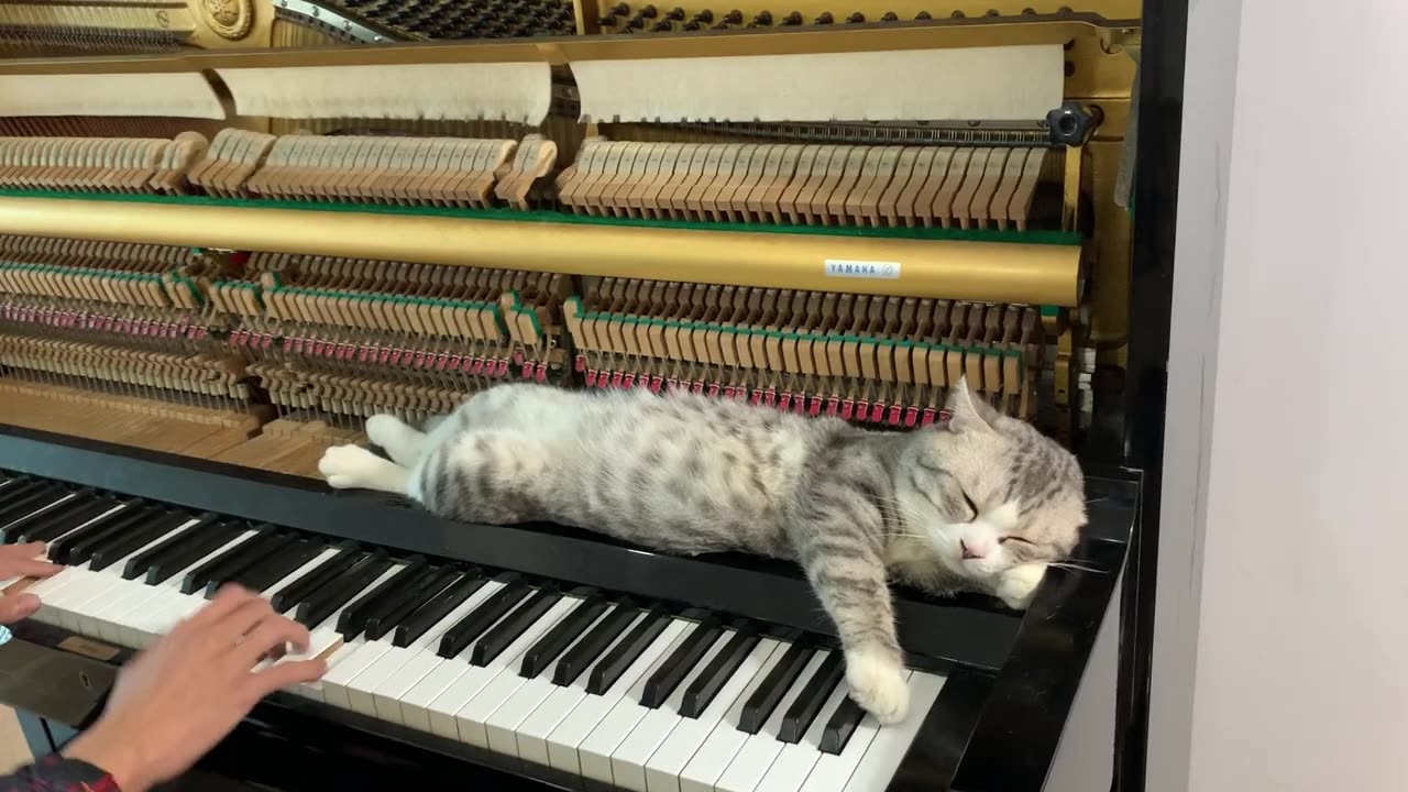 Cat and master playing piano toghether