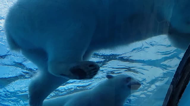 Polar Bears at play