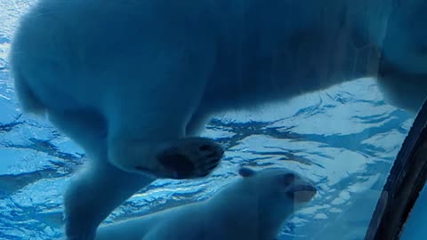 Polar Bears at play