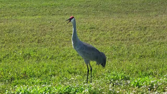 FL Bird