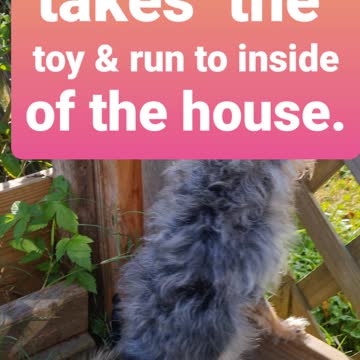 Chopper takes his Toy & runs to the door!