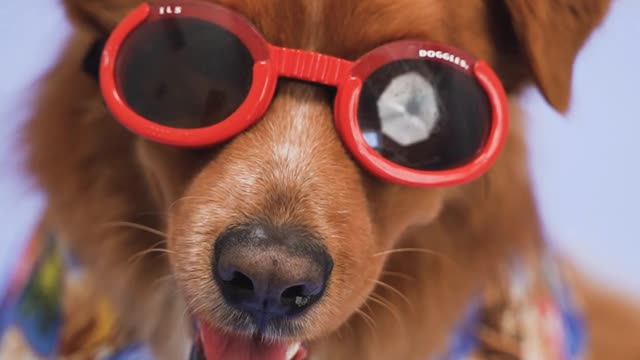 Young dog eyes deferent and fashion master