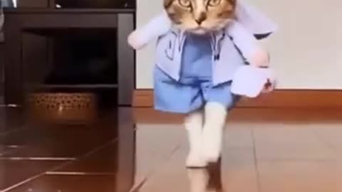 Baby Cats😘 - Cute and Funny Cat Videos Compilation