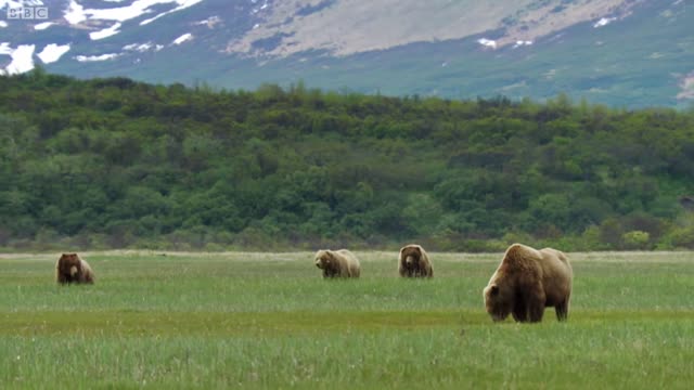 Grizzly Bear Hunts For Clams | Wild Alaska | BBC Earth