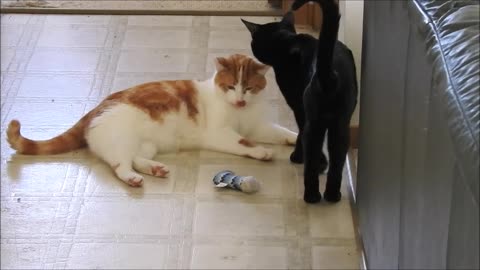 Cats being Cats