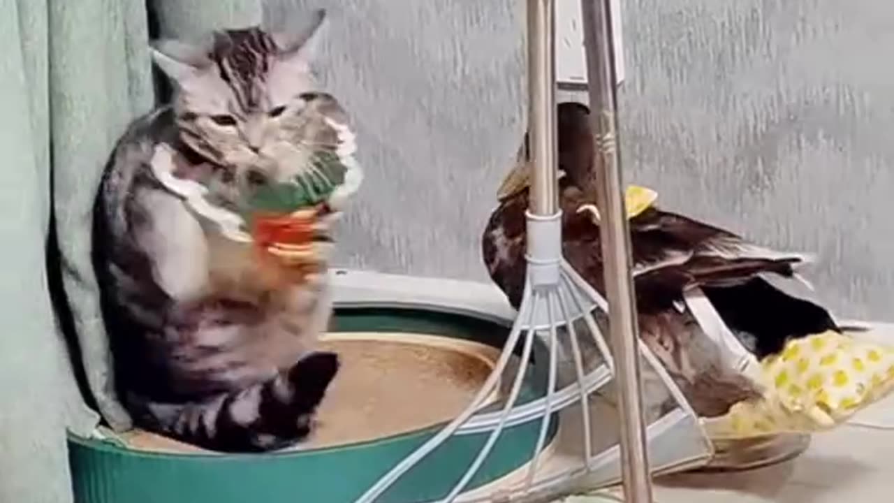 Match with cats and duck 🐈 & 🦆 😂😂😂😂