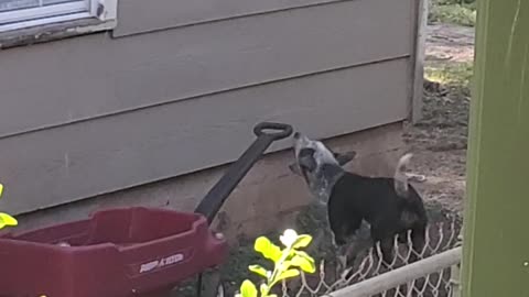 Dog loves his wagon