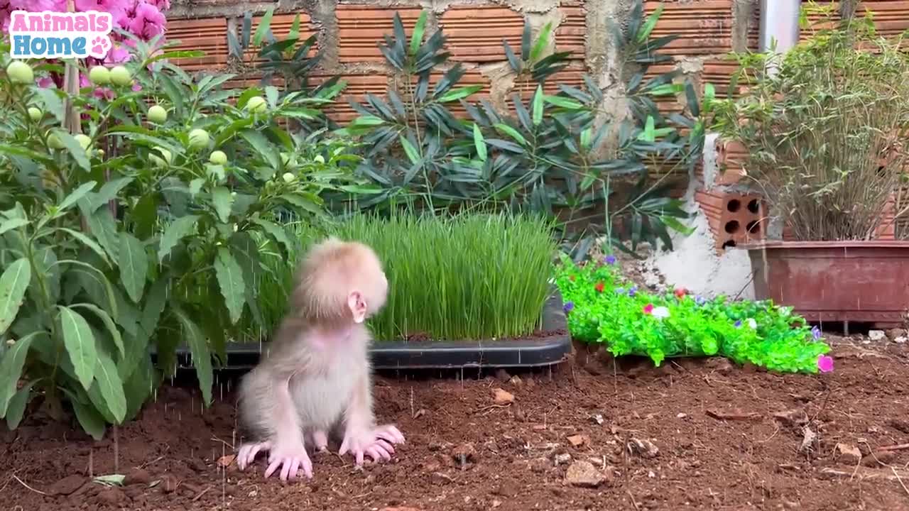 Bibi helps dad take care of baby monkey Obi