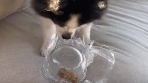 Huxley’s cling wrap challenge