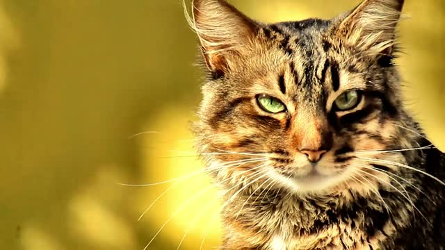 cute cats videos viral #C_07 | Cute cat videos | cute cats | Funny cats | omg funny cat videos