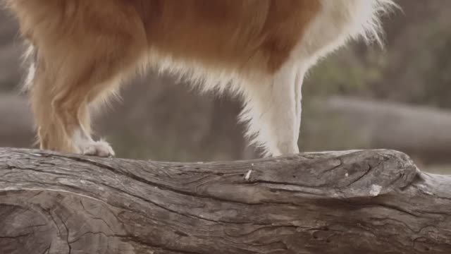 Dog standing on a log