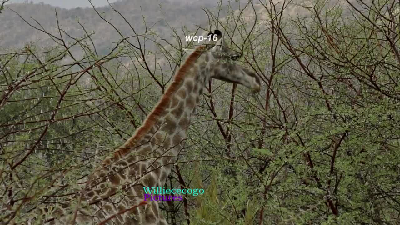 Giraffe Watching