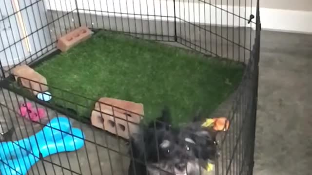 Black dog jumping and trying to get out of cage in slow motion