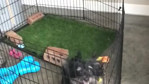 Black dog jumping and trying to get out of cage in slow motion