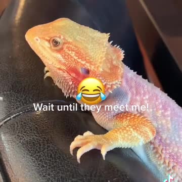 Wait Until They Meet Me!