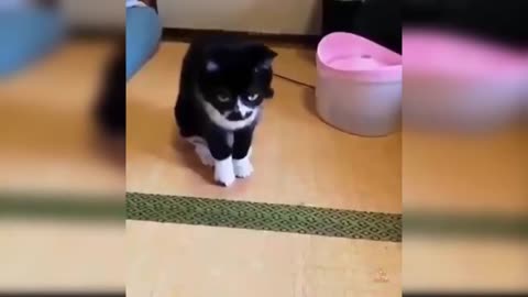 Best Funny Cat Videos Of This Week