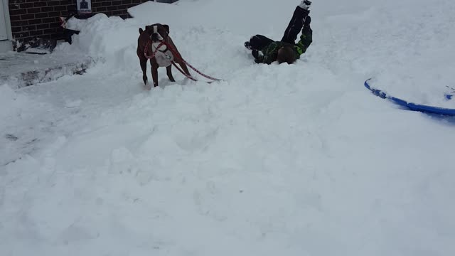 Dog Steals His Own Leash From Little Boy To Play In Snow