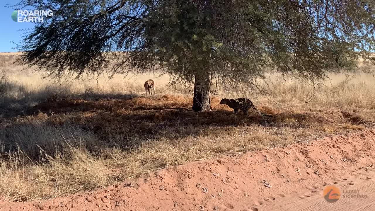 Leopard Surprises Buck