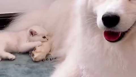 Funny and Cute Cat vs Dogs Videos