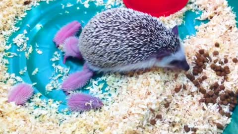 ADORABLE HEDGEHOG GIVING BIRTH