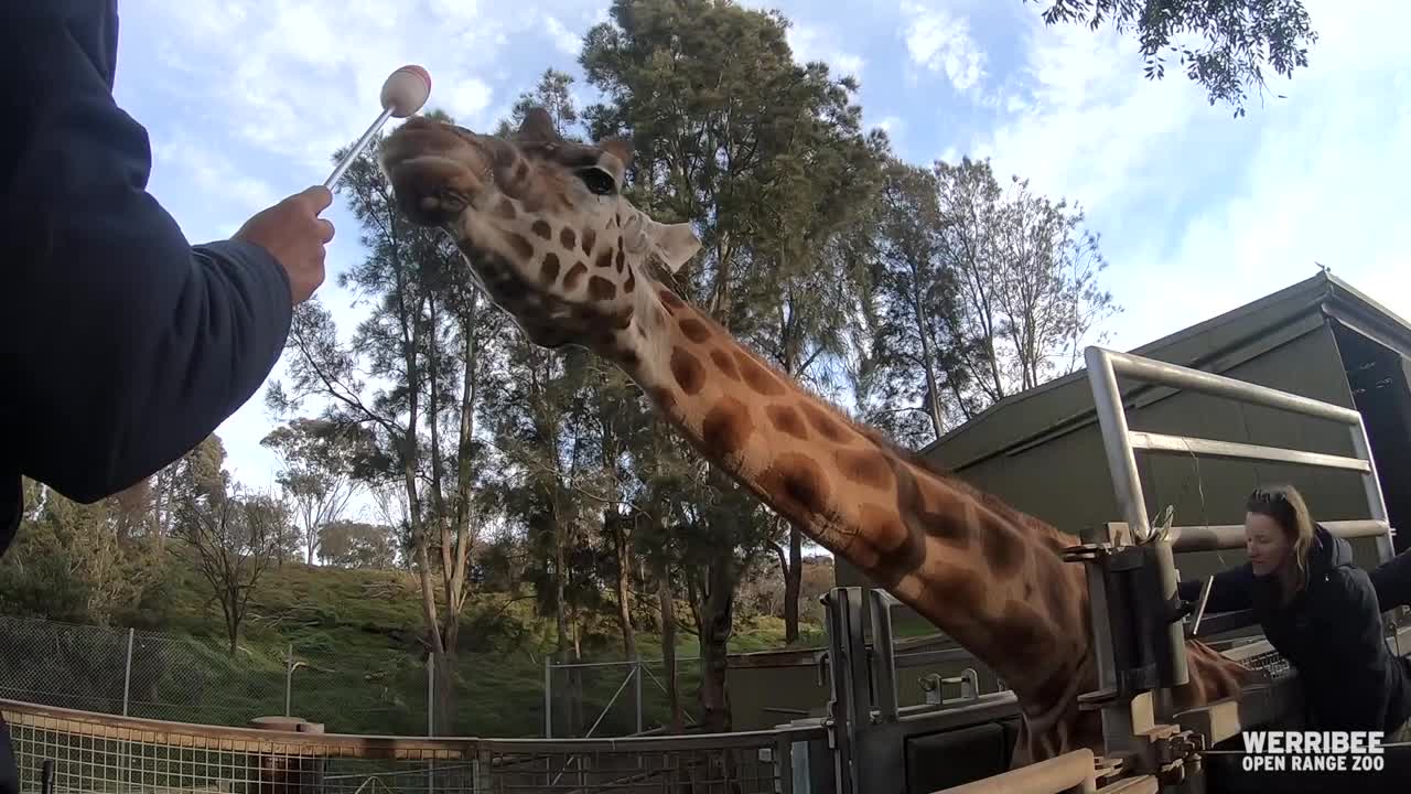 Giraffe and Rhino blood draw training