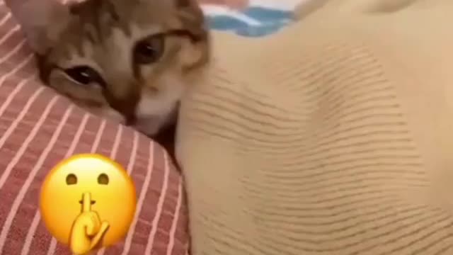 cute cat sleeping on the bad.I die laughing time I see a version of this