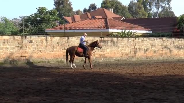 Important Psychology Behind Horse Training