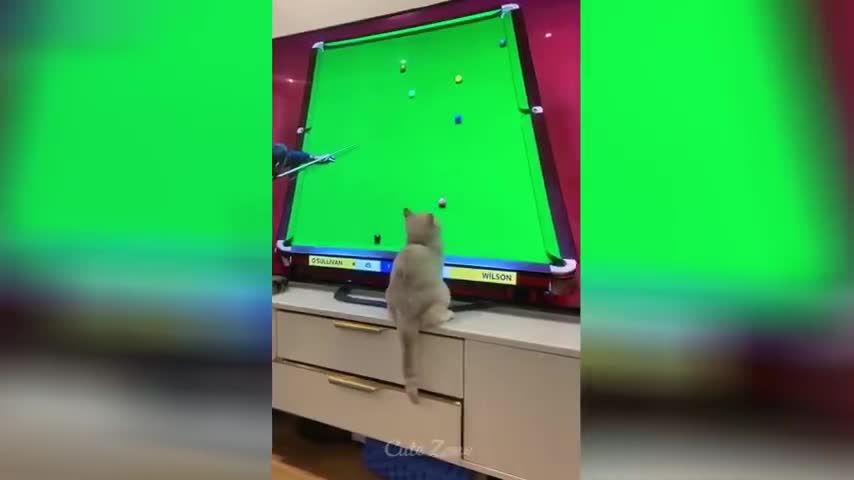 OMG So Cute ♥ Funny Cats and Dogs 2021