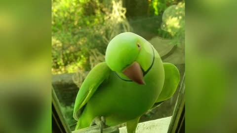 Beautiful parrot Funny Video