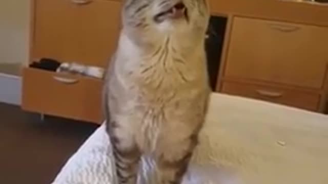 cat sneeze