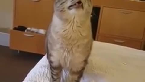 cat sneeze