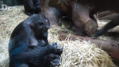 Gorilla and Dog with fun