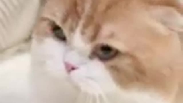 Best cat videos funny video