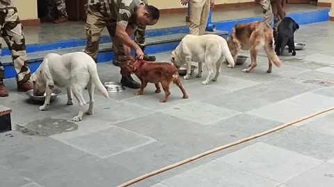 CISF DOG SQUAD