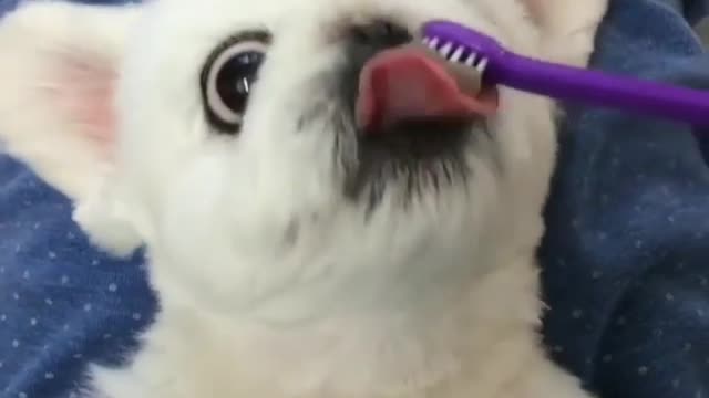 It is necessary to brush your dog's teeth, otherwise the dog may have dental calculus