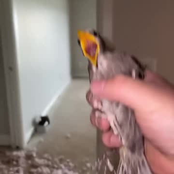 Birds aren’t real,BIRD TRAP,FREEDOM IT,