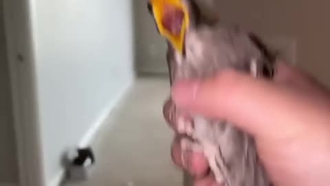 Birds aren’t real,BIRD TRAP,FREEDOM IT,