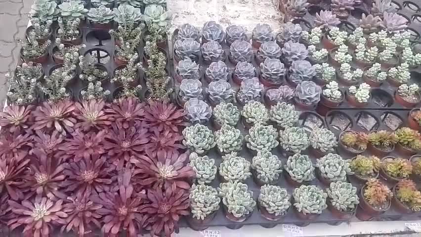 beatiful flowers~
