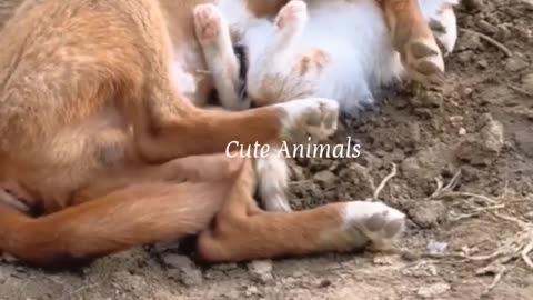 Funny videos 😅#2024 #funny #dogs #cats #funnyanimal part 131