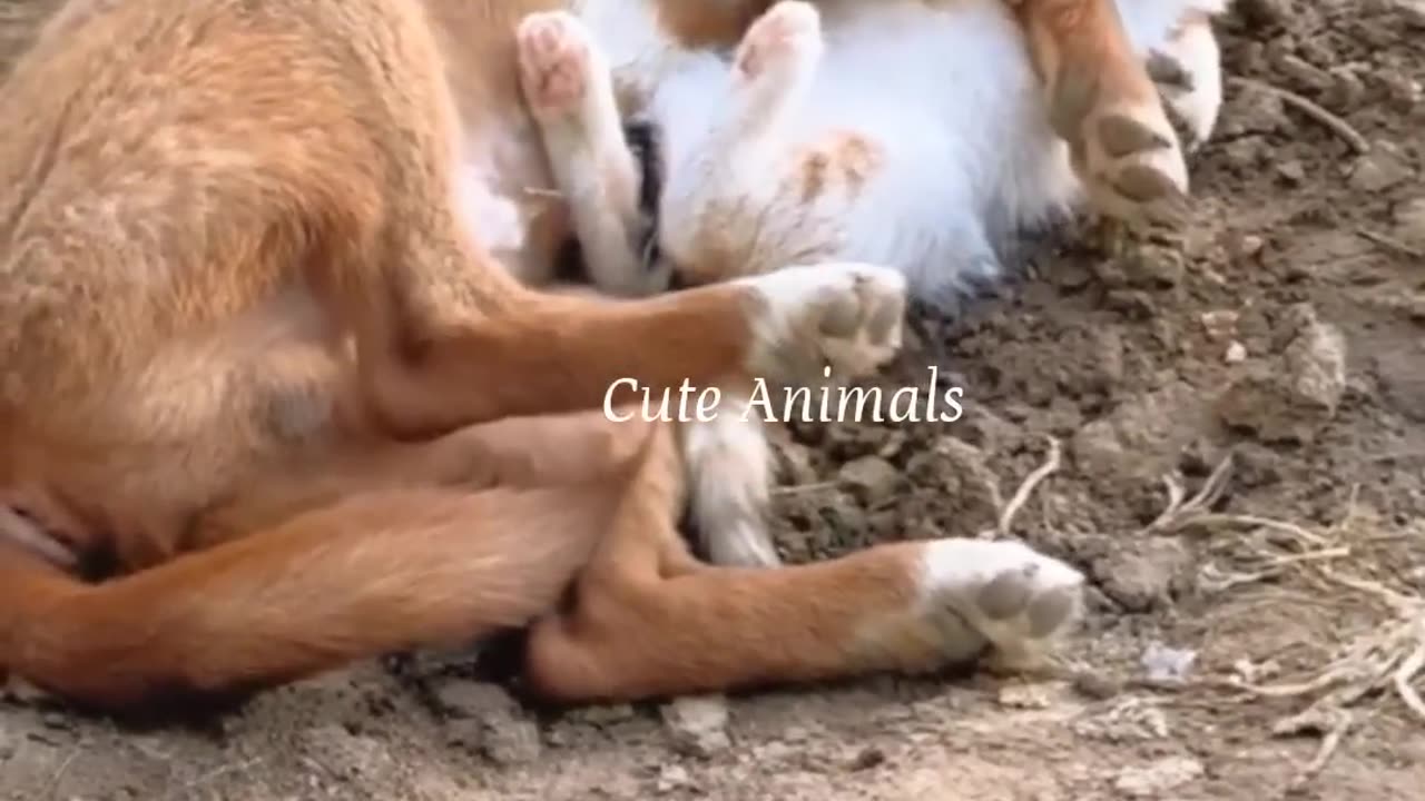 Funny videos 😅#2024 #funny #dogs #cats #funnyanimal part 131
