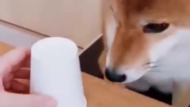 Most funny pets funny dog