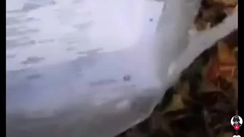 Burning Trump votes