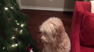 Reggie Carl tells where Christmas tree lights are