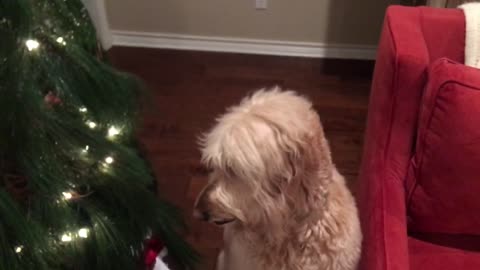 Reggie Carl tells where Christmas tree lights are