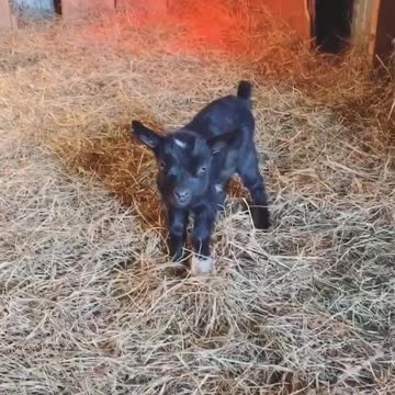 Twin Baby Goat Kids Got Hops