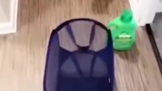 Funniest Cute cat